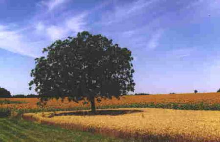 JOLI ARBRE